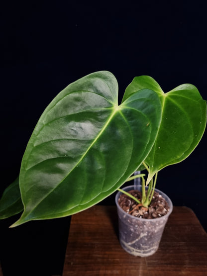 Anthurium Esmeraldense