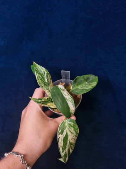 Philodendron Emerald Ice