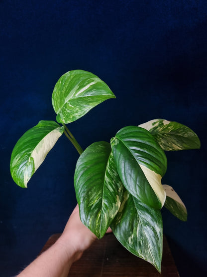 Monstera Lechleriana Variegata