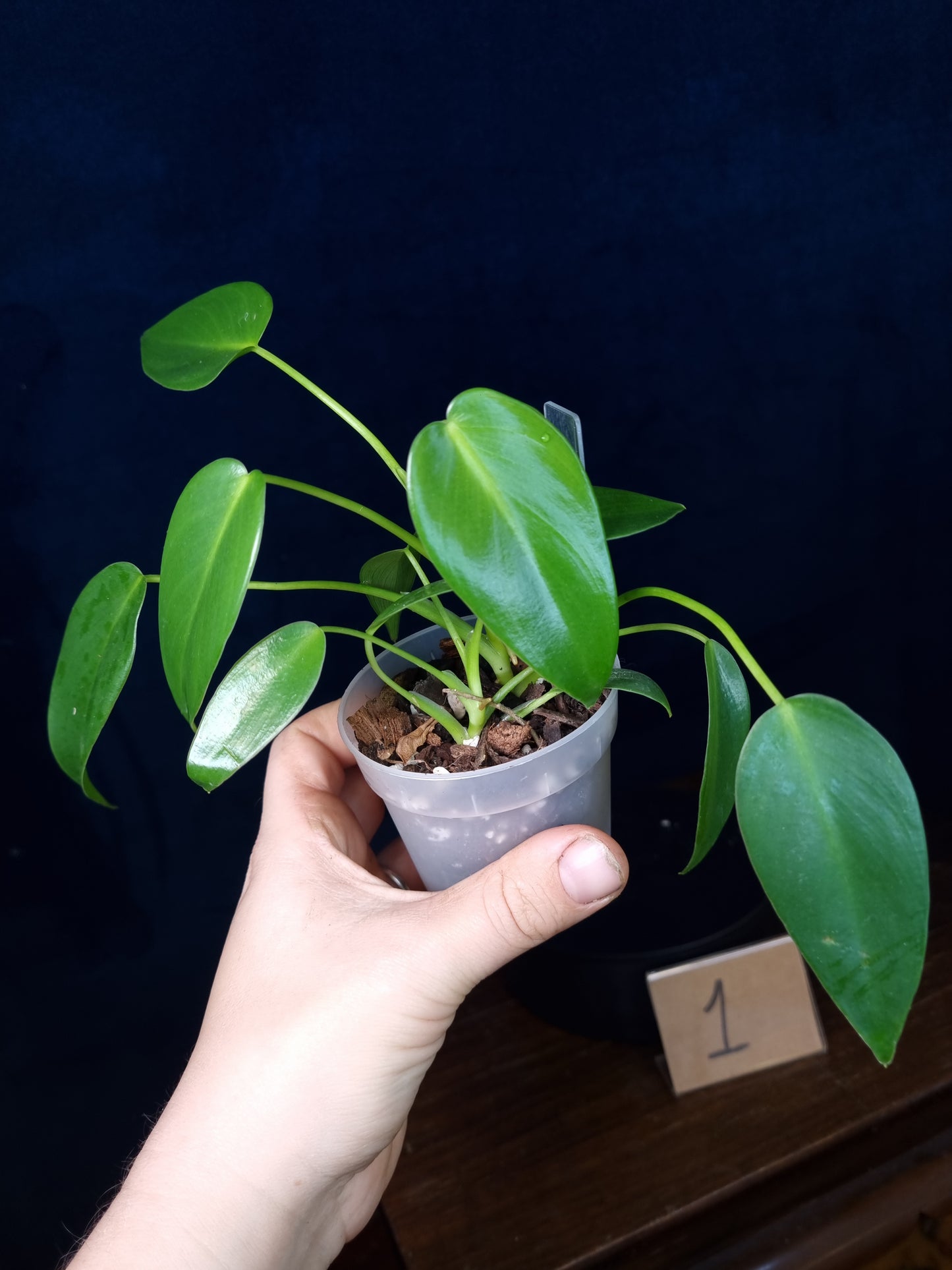 Philodendron Corovadensis