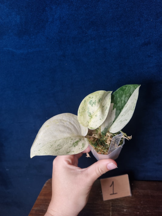 Scindapsus Peasun Small