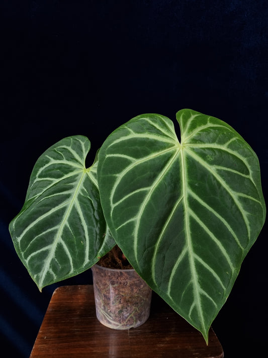 Anthurium Magnificum Silver