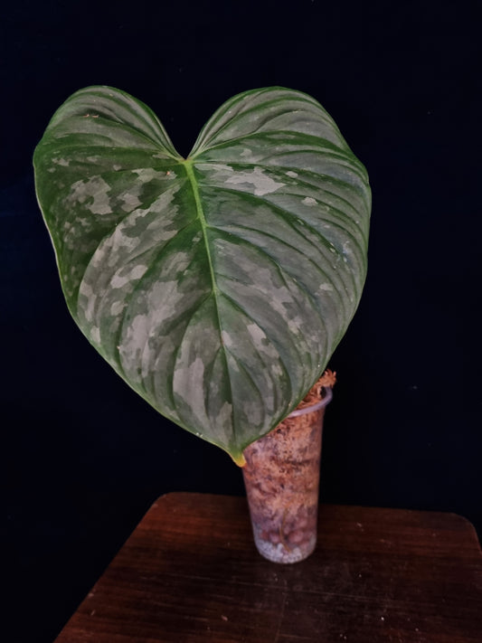 Philodendron Majestic