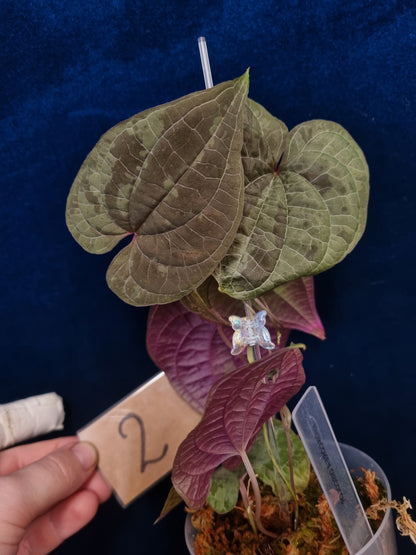 Dioscorea Discolor