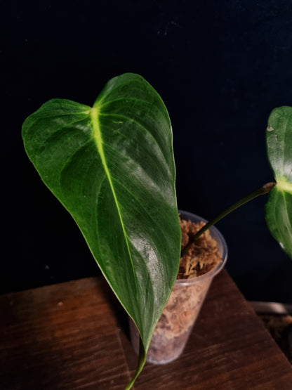 Philodendron Esmeraldense