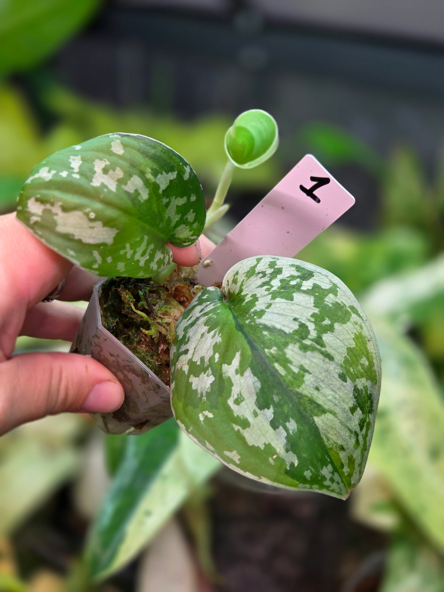 Scindapsus Sentarum Variegata