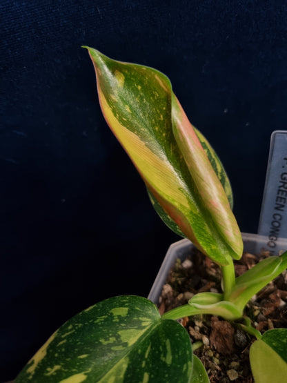 Philodendron Green Congo Variegata