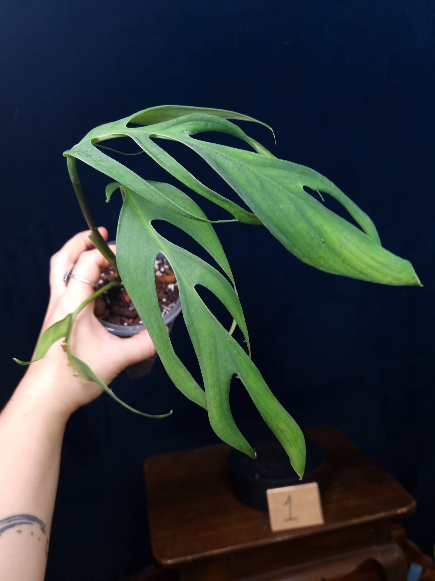 Monstera Croatii