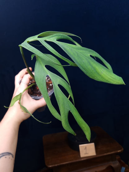 Monstera Croatii