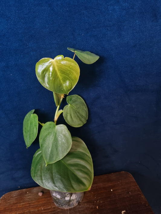 Philodendron Nangaritense x Wernerii