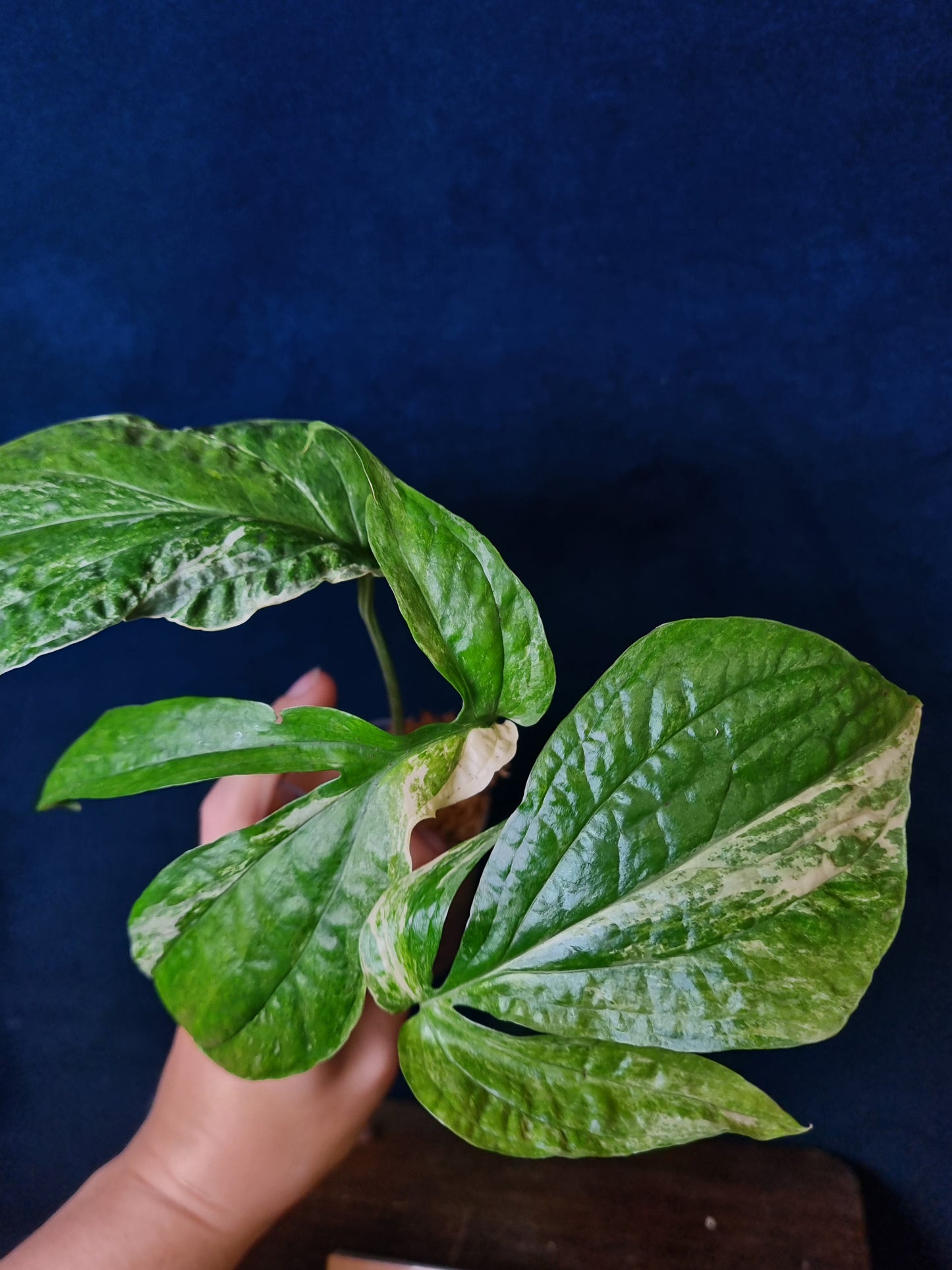 Amydrium Medium Variegata