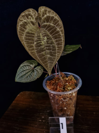 Dioscorea Discolor Medium