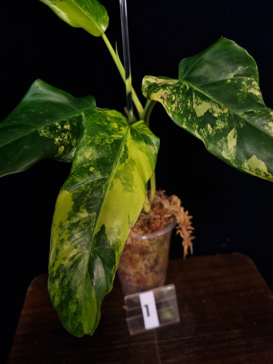 Philodendron Domesticum Variegata