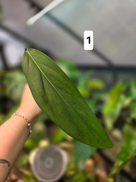Monstera Croatii