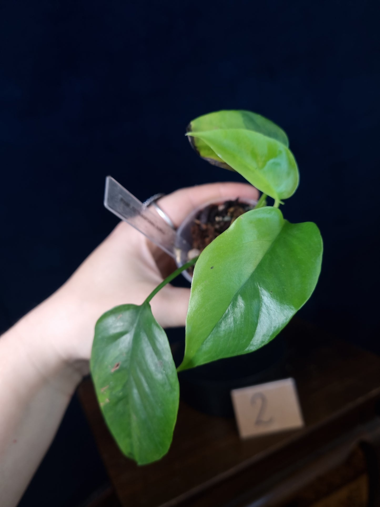 Rhaphidophora Tetrasperma Aurea Small