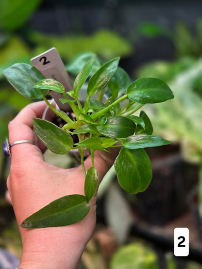 Philodendron Corcovadensis - Small