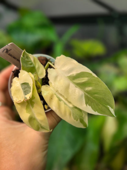 Philodendron Burle Marx White Lava