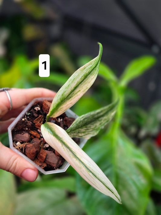 Epipremnum Amplissimum Silver Stripe Albo