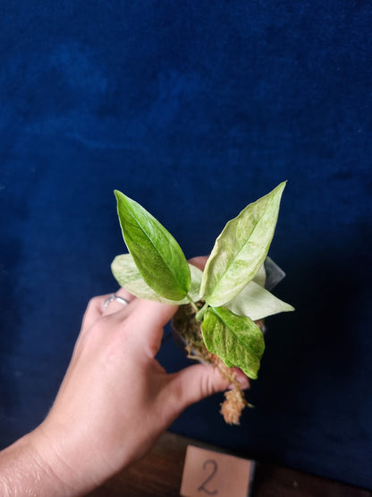 Monstera Laniata Mint