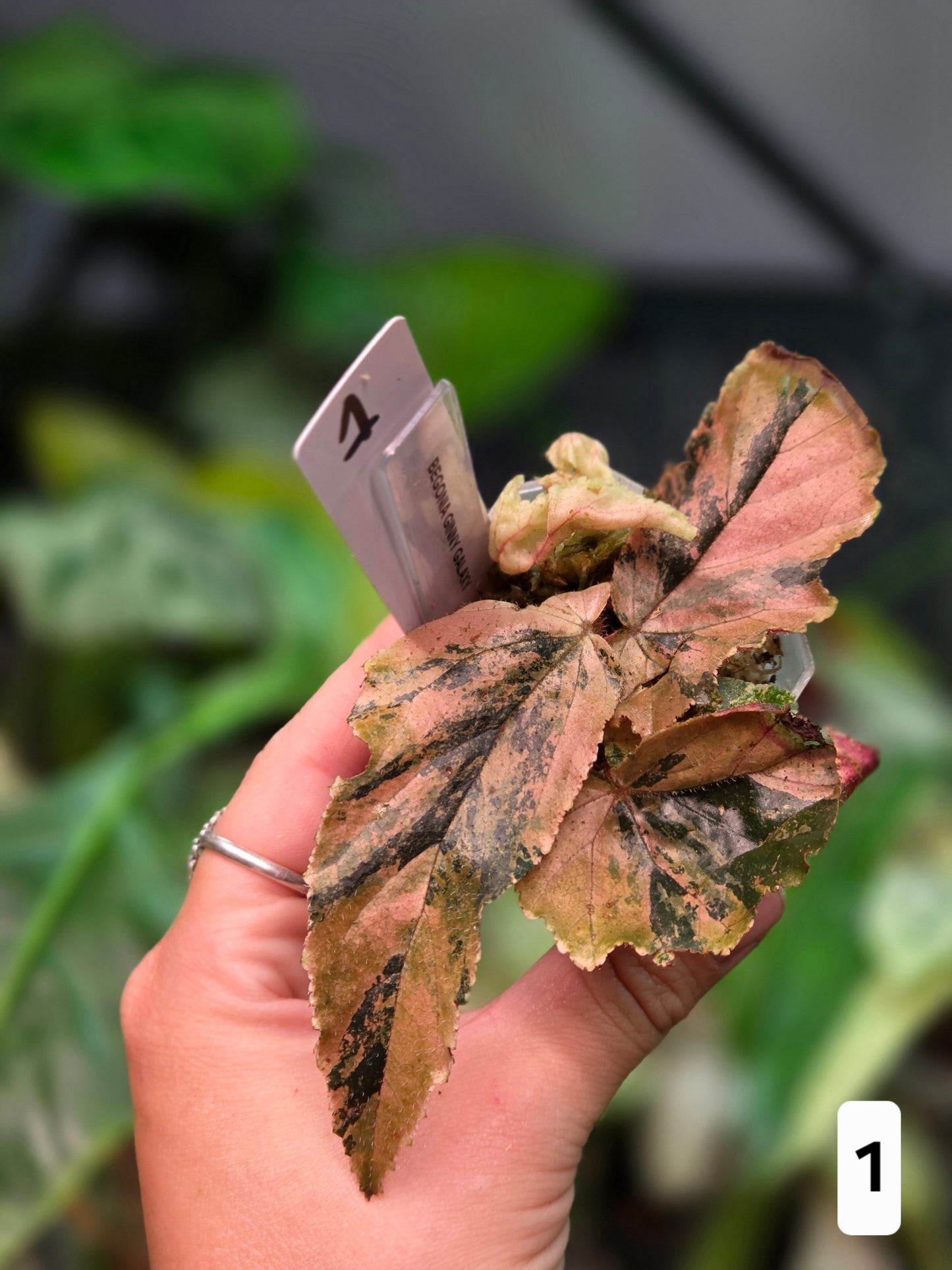 BegonIa Ginny Galaxy