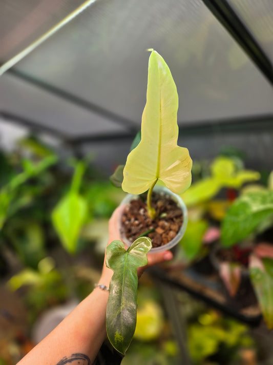 Philodendron Golden Dragon Mint