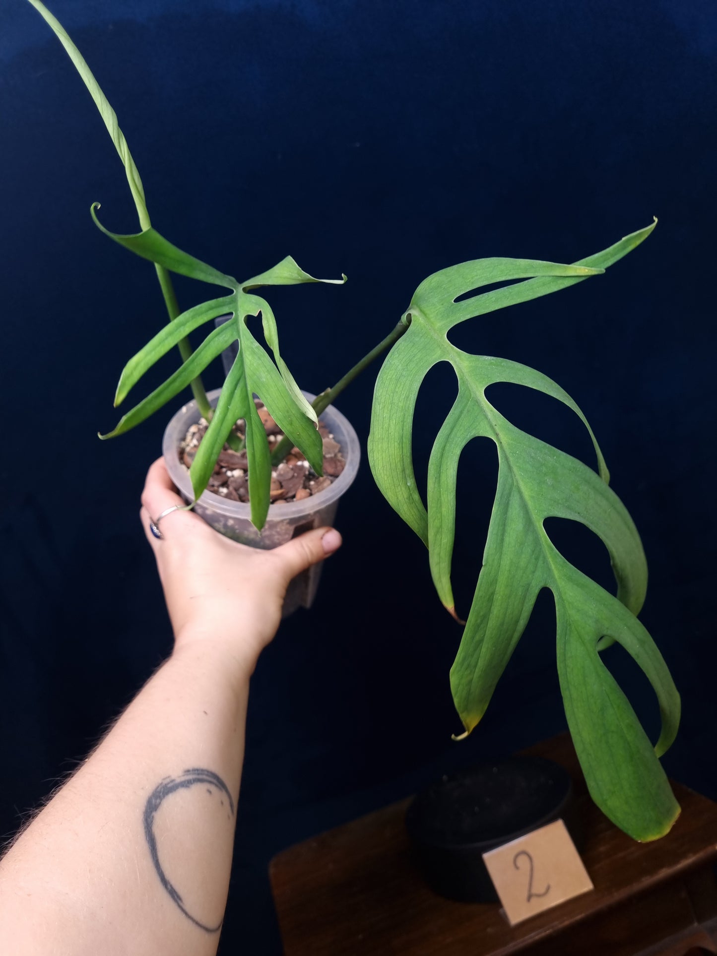 Monstera Croatii