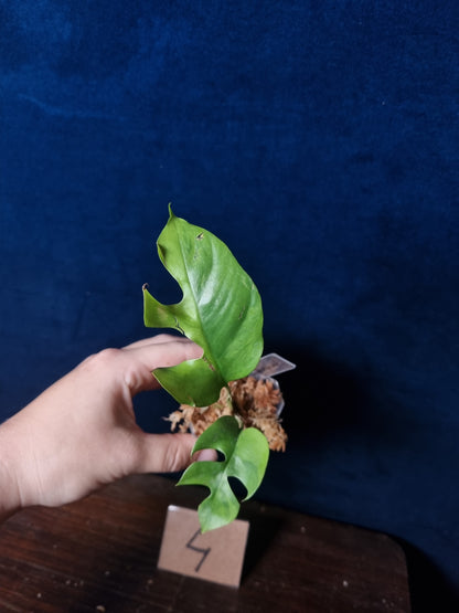 Rhaphidophora Tetrasperma Aurea