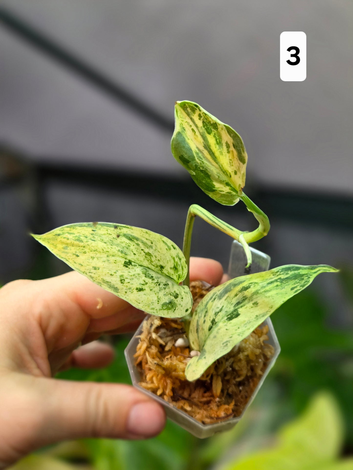 Scindapsus Jade Satin Marble Queen Small