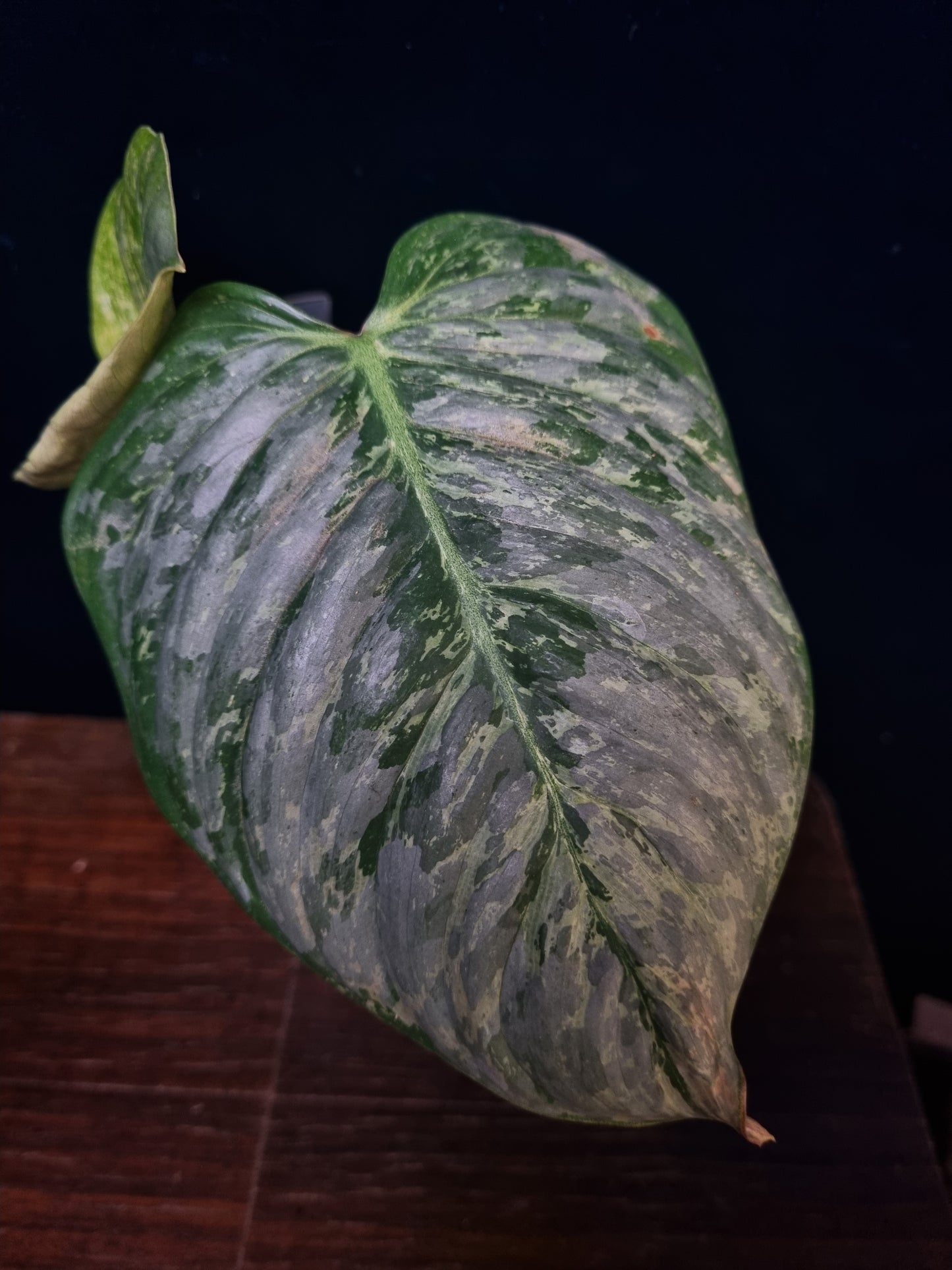 Philodendron Sodiroi Variegata