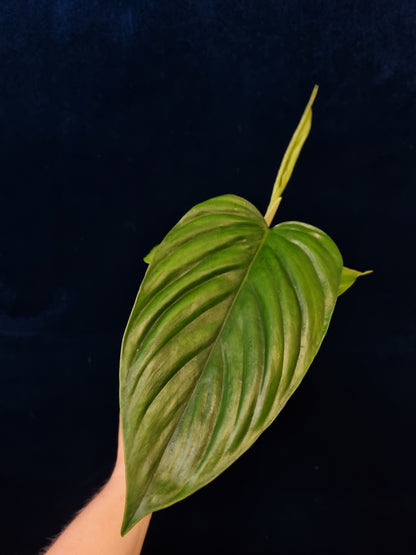 Philodendron Ernestii