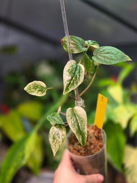 Piper Macropiper Variegata