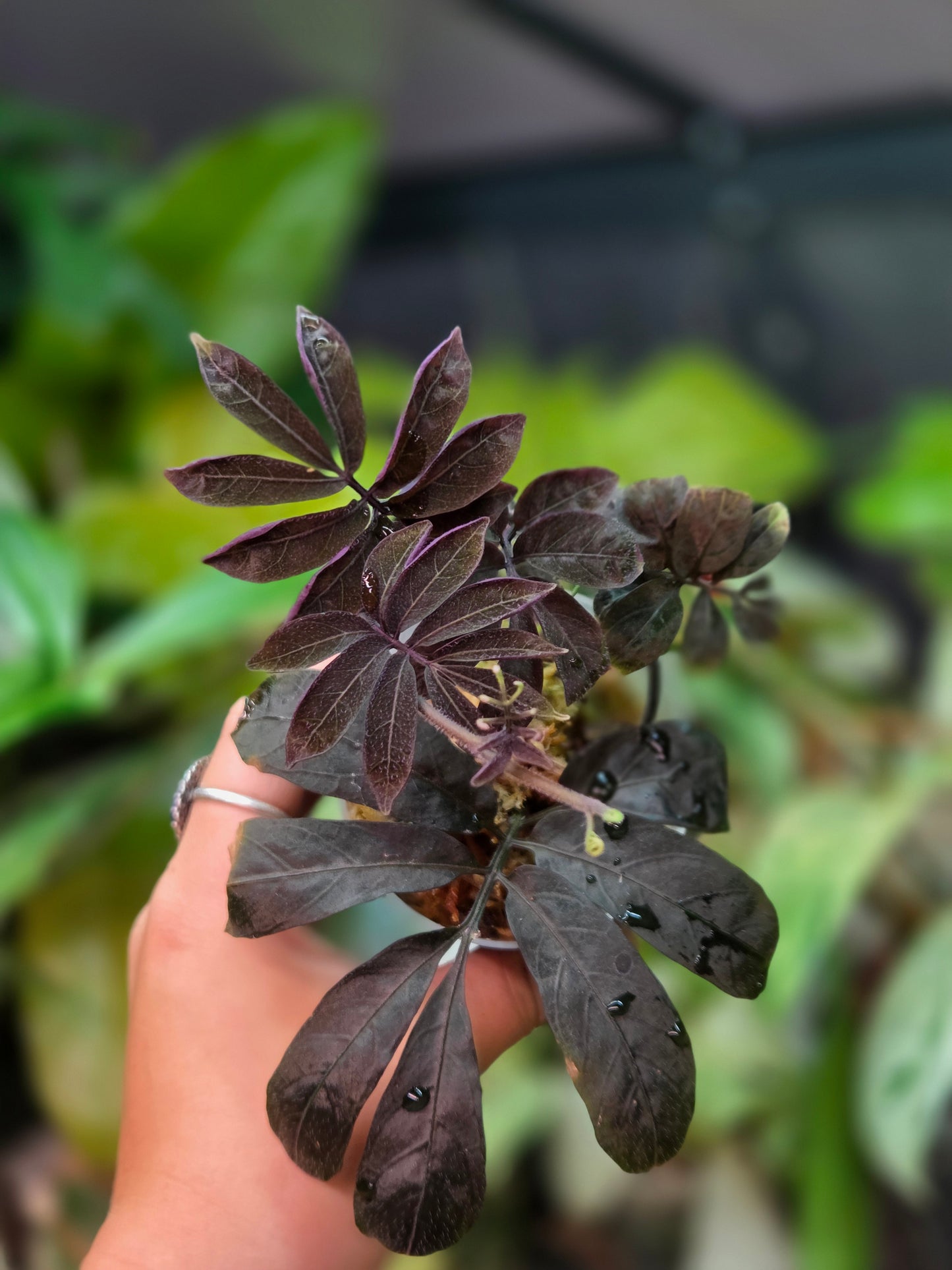 Solanum Uleanum