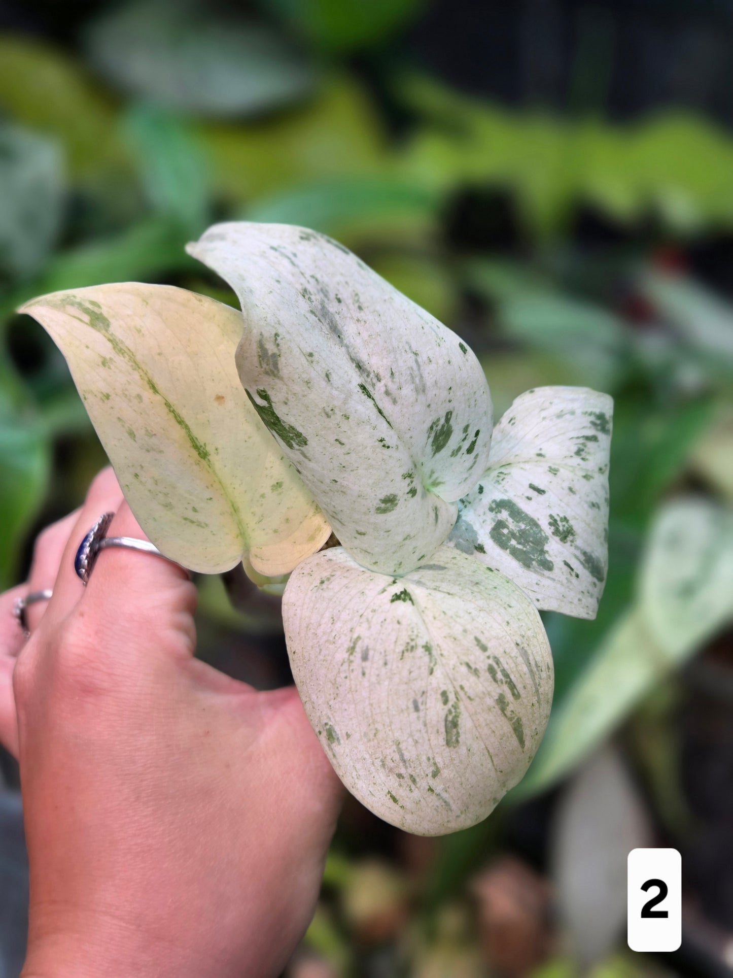 Scindapsus Peasun (More White Variegation) - Medium
