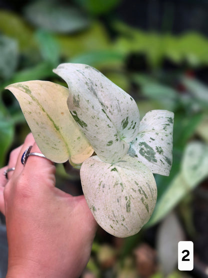 Scindapsus Peasun (More White Variegation) - Medium