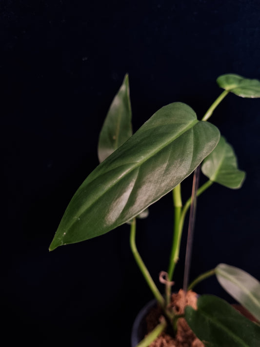 Philodendron Oxapapense Aff