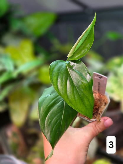 Monstera Aff. Obliqua Filamentous