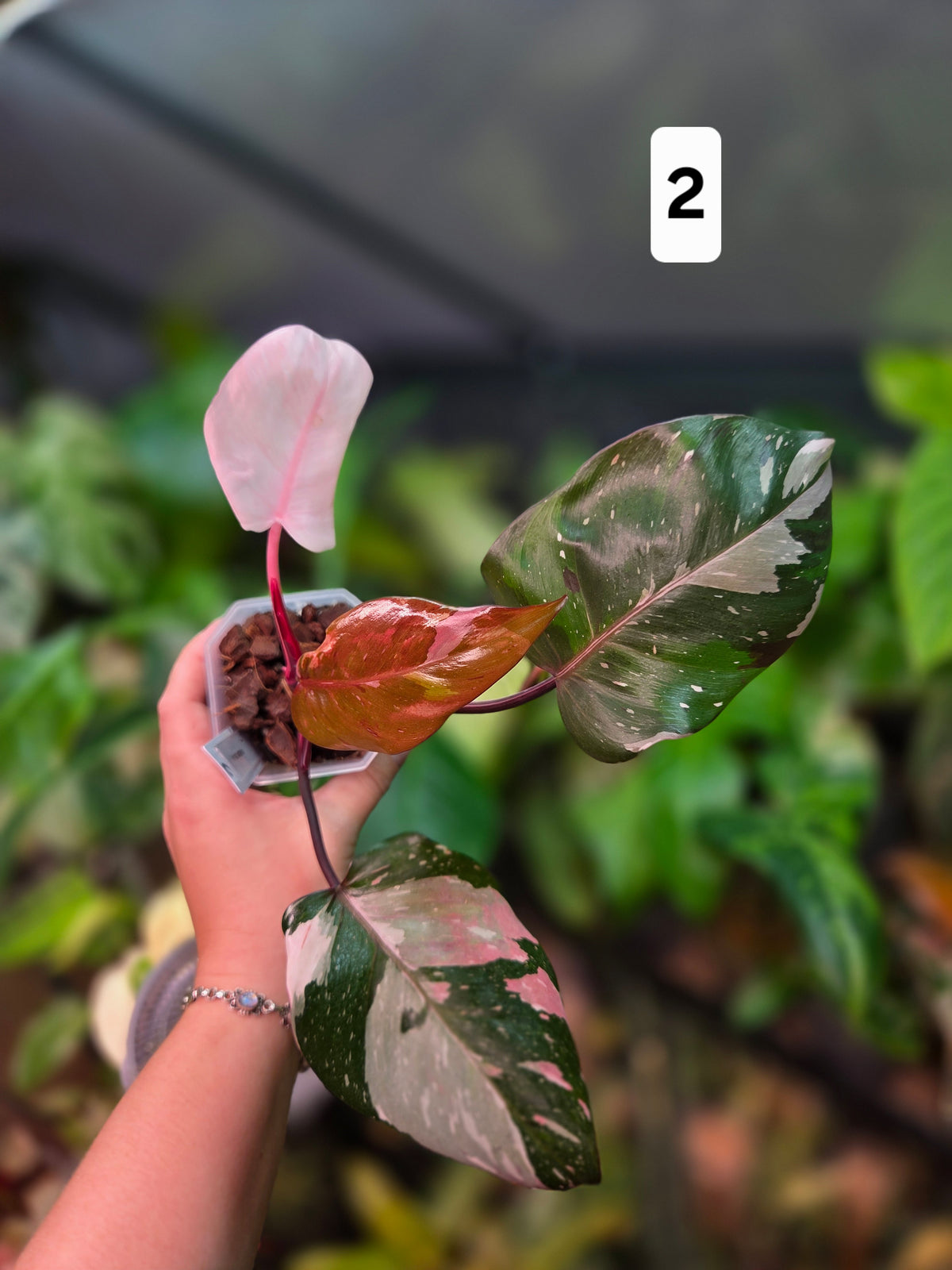 Philodendron Red Anderson
