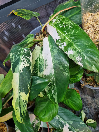 Philodendron Whipple Way sport/mint variegaton