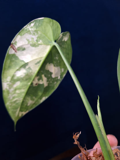 Syngonium Chiapense Variegata