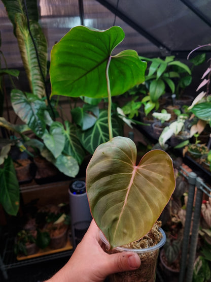 Philodendron Pink Glory