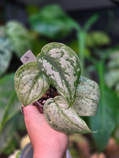 Scindapsus Peasun