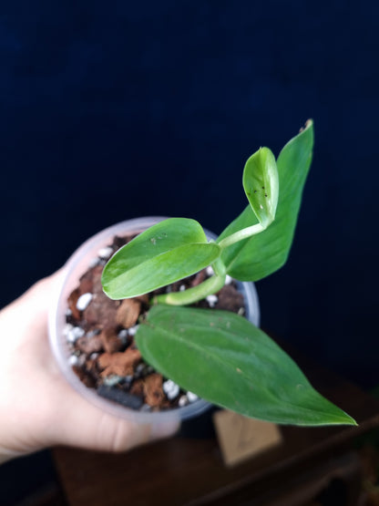 Monstera Sp.Velvet (peru)