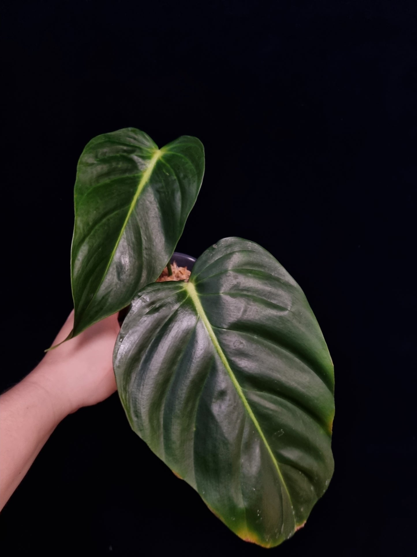 Philodendron Esmeraldense