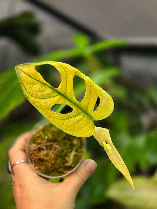 Monstera Adansonii Swedish Ghost