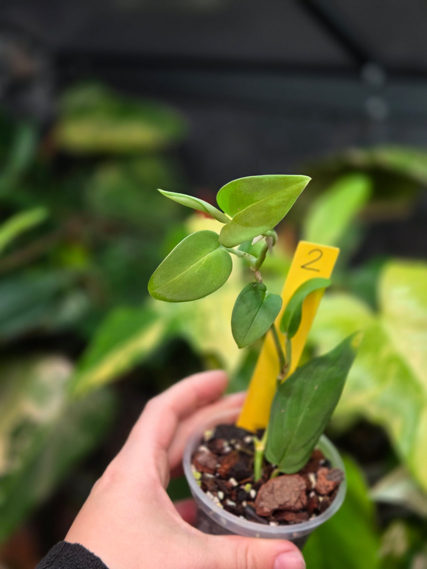 Monstera Sp.Velvet (peru)