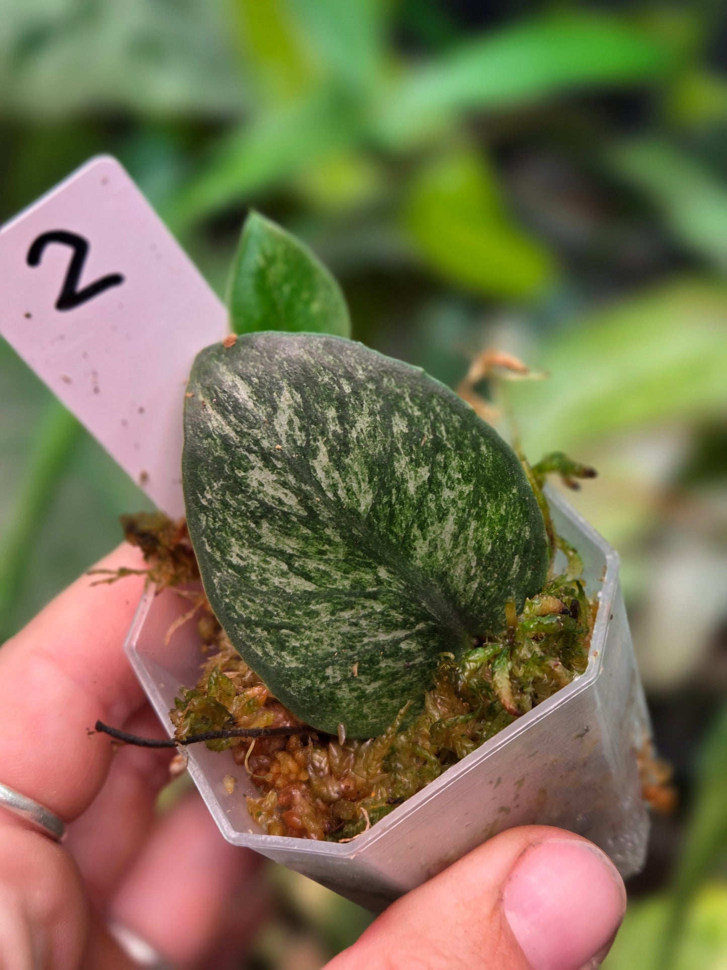 Rhaphidophora Hongkongensis Variegata