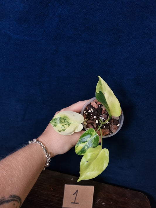 Philodendron Burle Marx Variegata