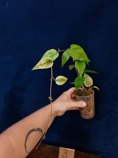 Piper Macropiper Variegata