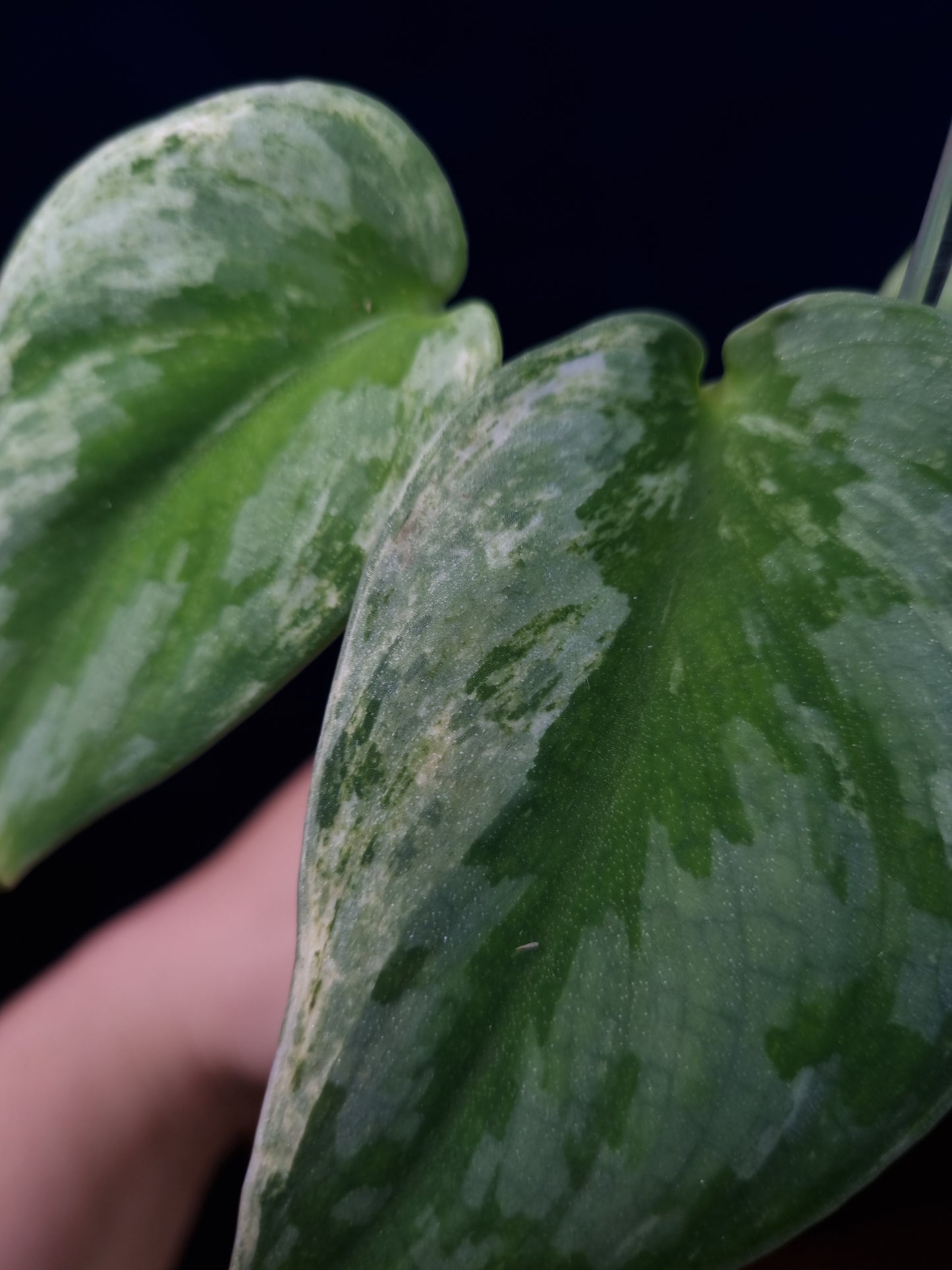 Scindapsus Silver Knight Variegata 'Kunzo'