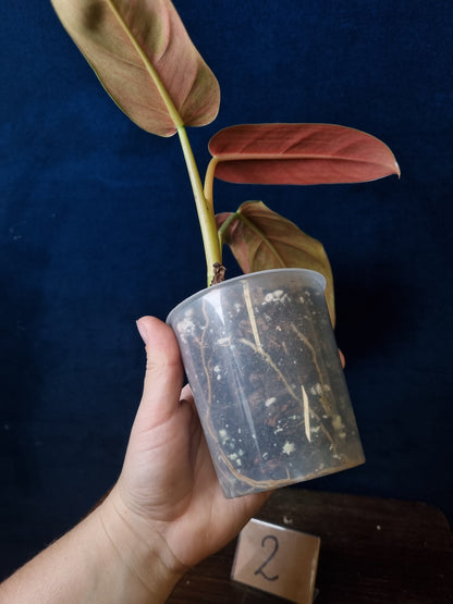 Philodendron Whipple Way Marble/Mint